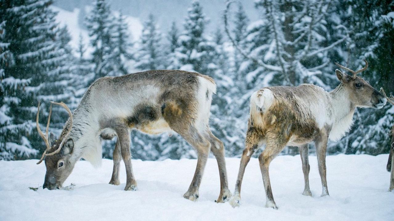 Chalet L'Attrape Coeur Megève Zewnętrze zdjęcie